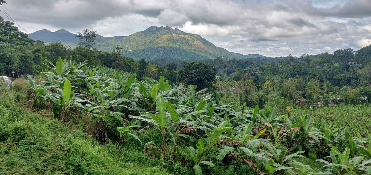 Remote App Dev Culture